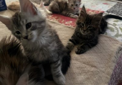 Affordable cheap maine coon cats and kittens