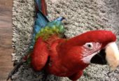 macaws parrots now available text us via (615) 864-0451