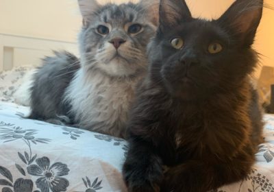 maine coon kittens and cats for sale