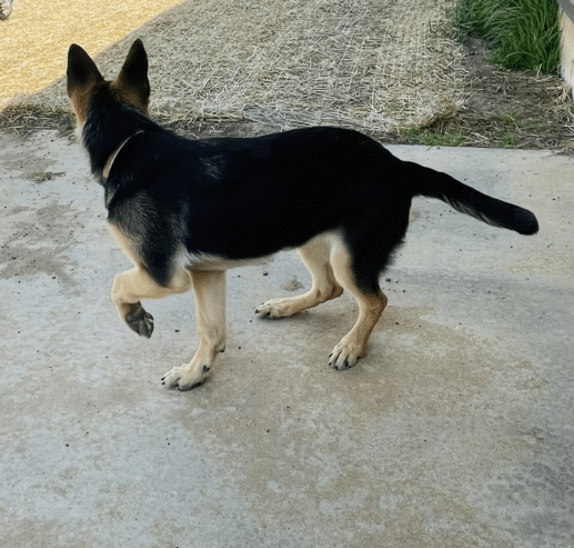 AKC German Shepherd Dog- 5 months