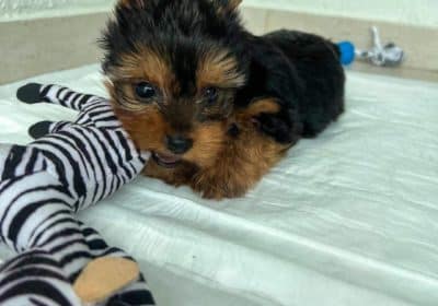 House Trained Teacup Yorkie Puppies