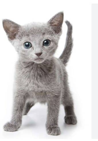 Lovely Russian blue kittens ready now text at (540) 254-7493