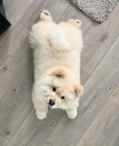 Bouncing Creamy Chow Chow Puppies