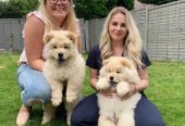 Bouncing Creamy Chow Chow Puppies