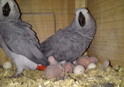 Congo African grey Parrott ready text at