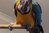 Macaws Parrots available for sales now