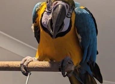 Macaws Parrots available for sales now