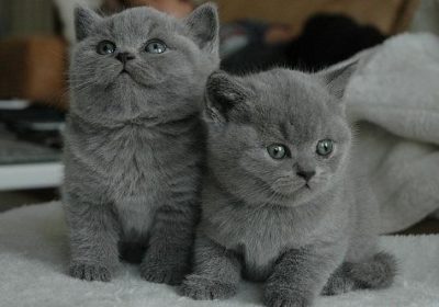 Male and Female British Short hair kittens for sale text at (540) 254-7493