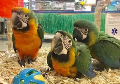 lovely birds, parrots ready for new homes