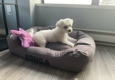 Male Maltese Puppy For Adoption