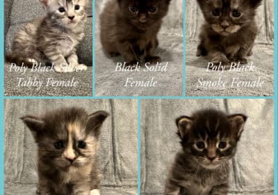 TICA registered Maine Coon Kittens