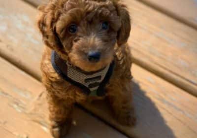 Male Toy Poodle Puppy For Adoption