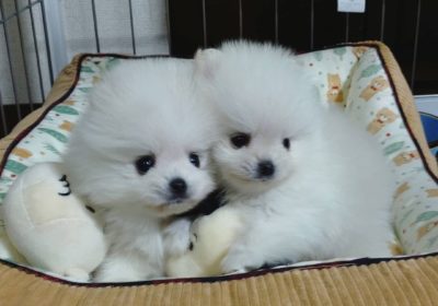 Pomeranian Puppies Available for Sale