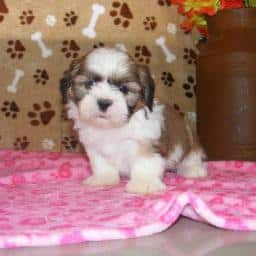 Loving male and Female Shih Tzu puppies available for pet loving Homes.