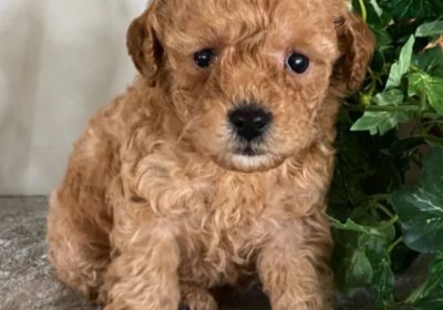 Teacup Poodle Puppies ready for new home!