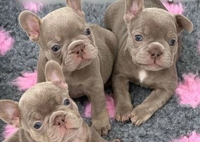 stunning french bulldog puppies