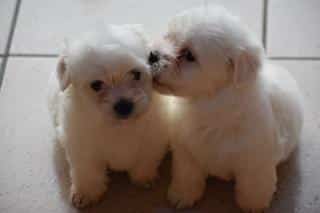 Loving Maltese male and afemale pups… Ready!
