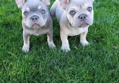 male and female Frenchie puppies