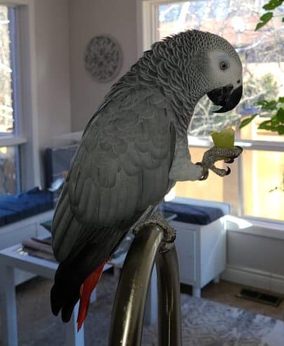 Home train Congo African Grey Parrots Ready To Go Into A New Home.