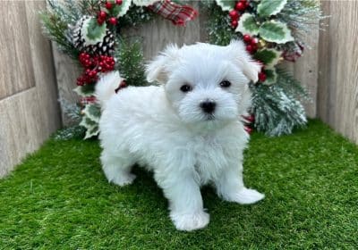 maltese-puppy-picture-Male-William