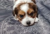 Chorkie Puppy 8 weeks!