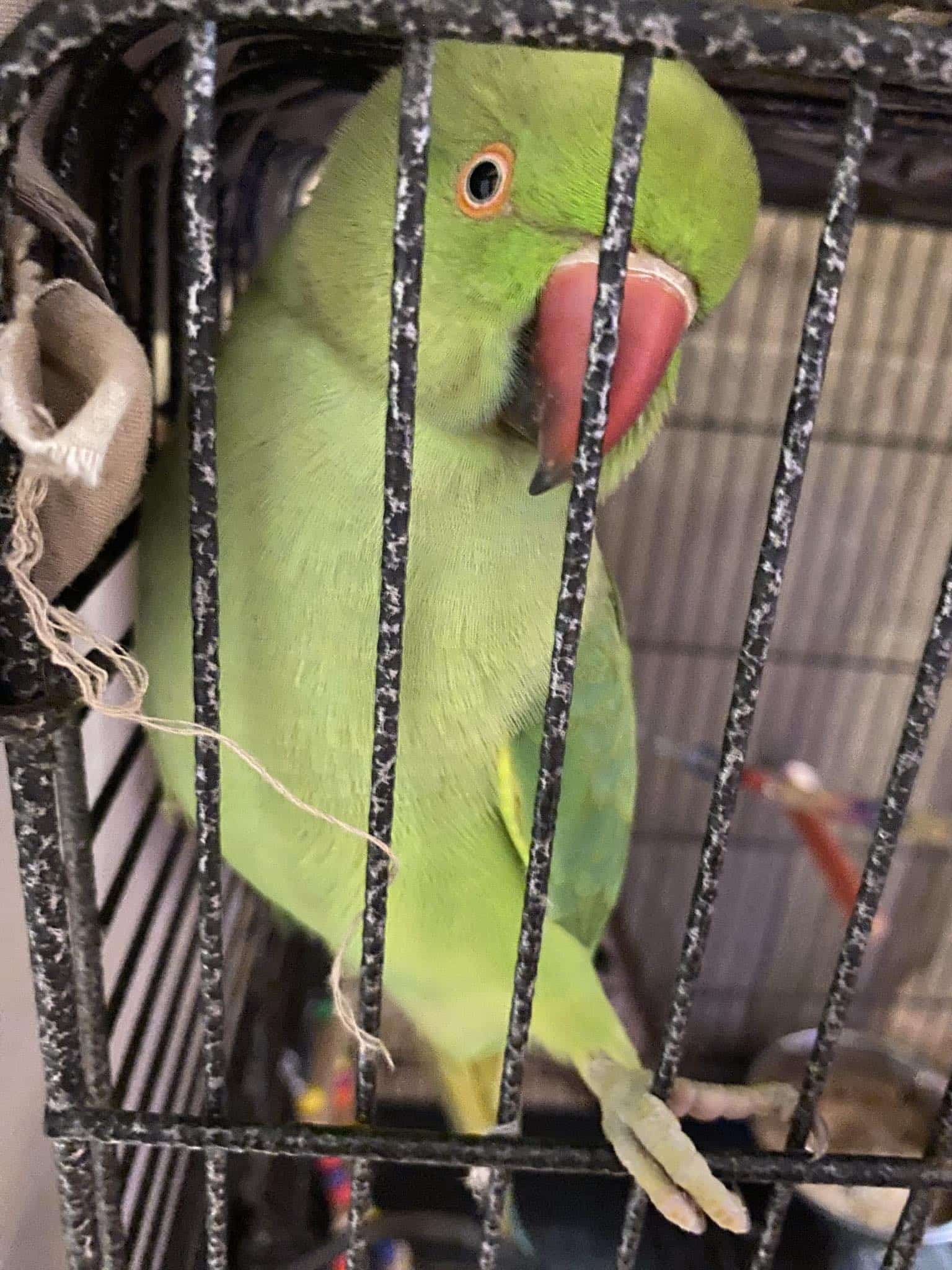 Very Intelligent Indian Ring Neck parrot