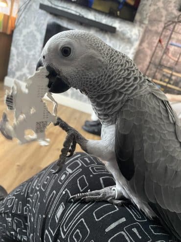 Hand Reared Parrots Need New Homes African Grey Macaw Cockatoo Parakeet