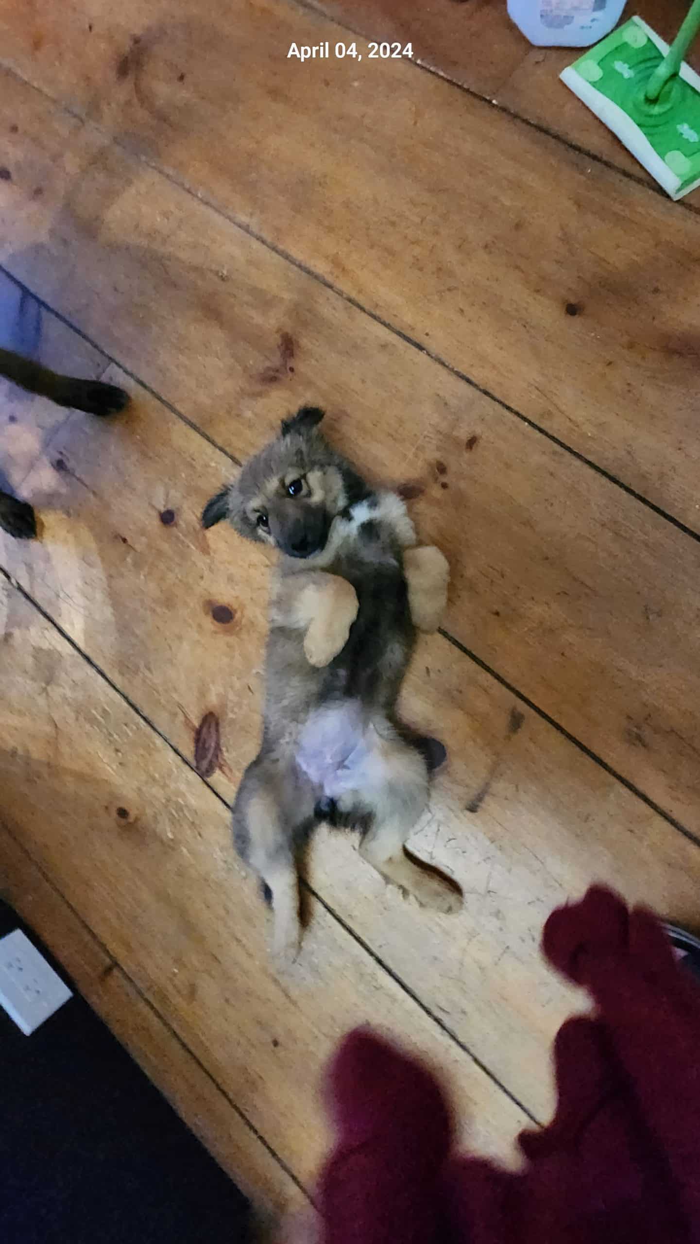 Belgian Malinois/Border Collie Puppies