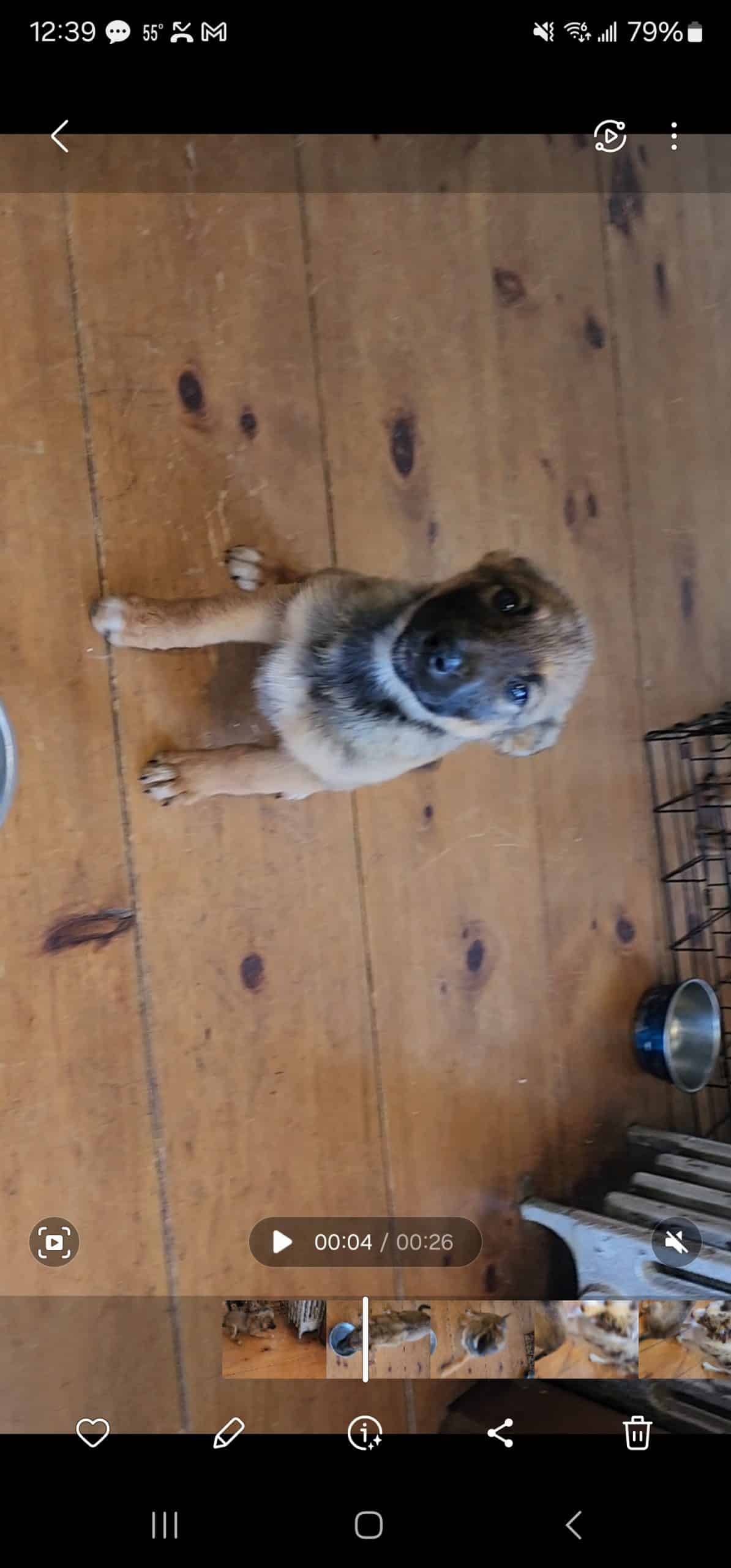 Belgian Malinois/Border Collie Puppies