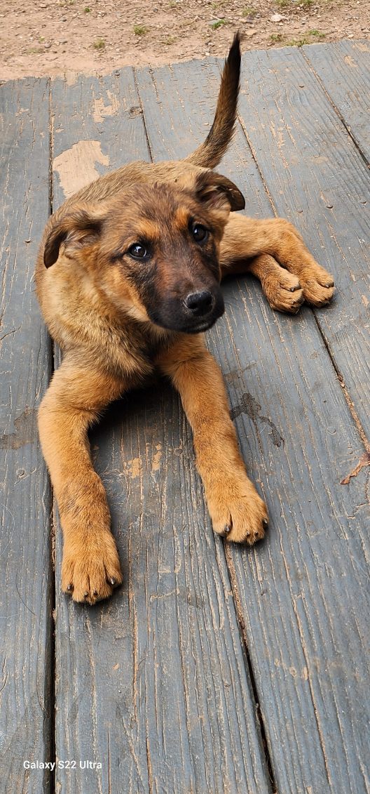 Belgian Malinois/Border Collie Puppies