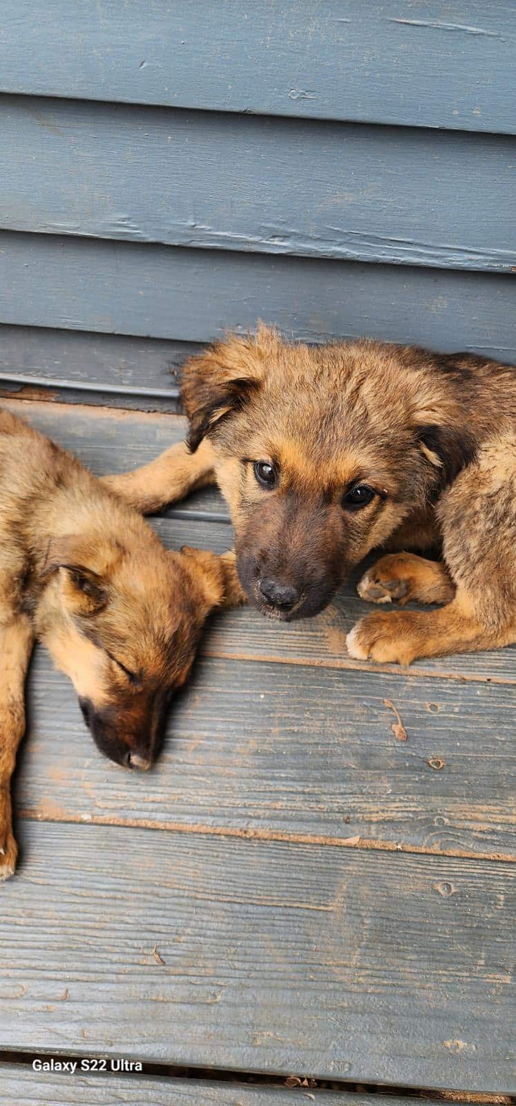 Belgian Malinois/Border Collie Puppies