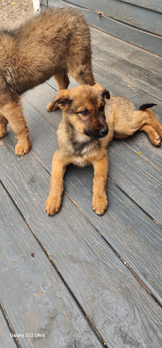 Belgian Malinois/Border Collie Puppies