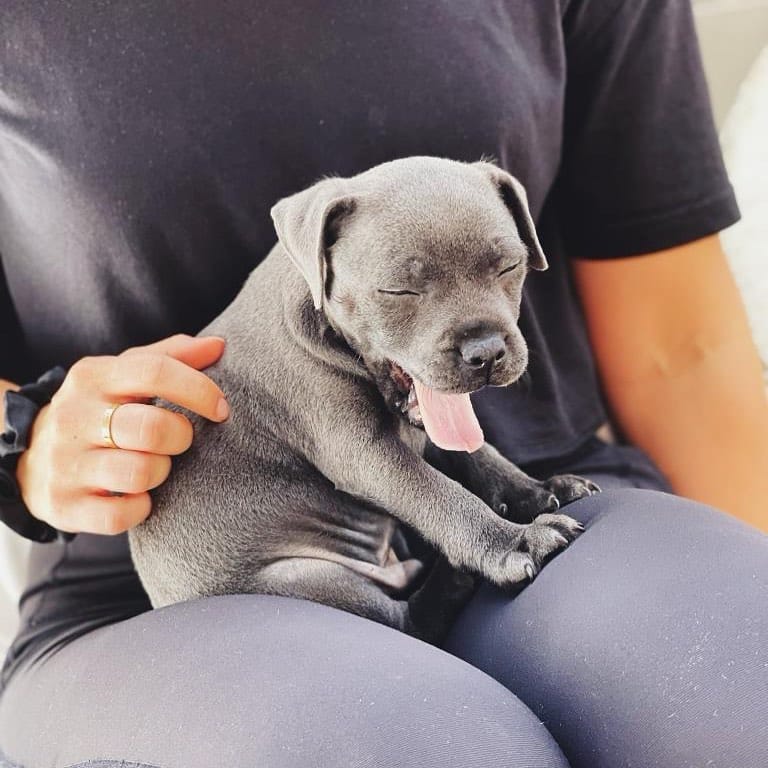 blue staffy puppy left for sale
