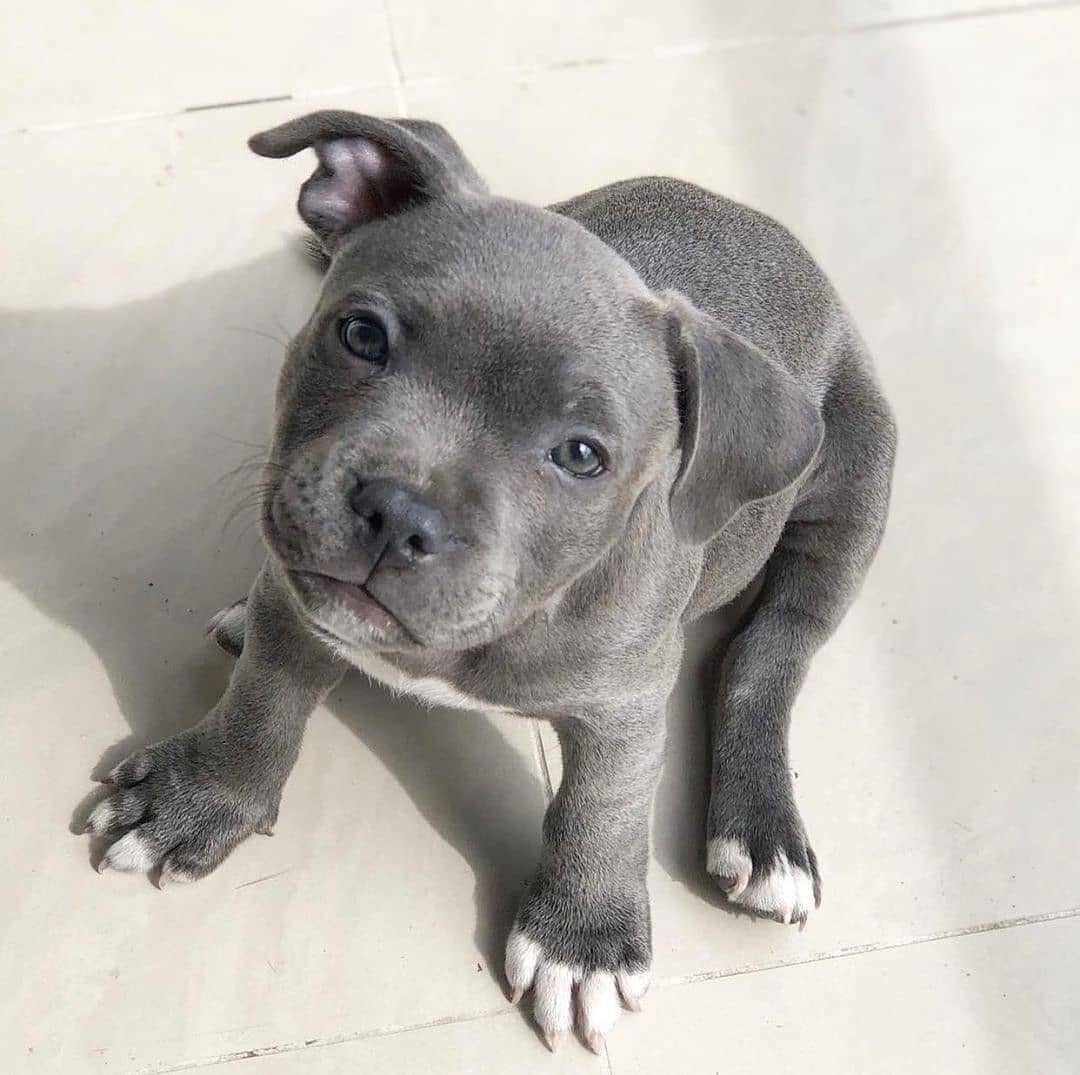 blue staffy puppy left for sale