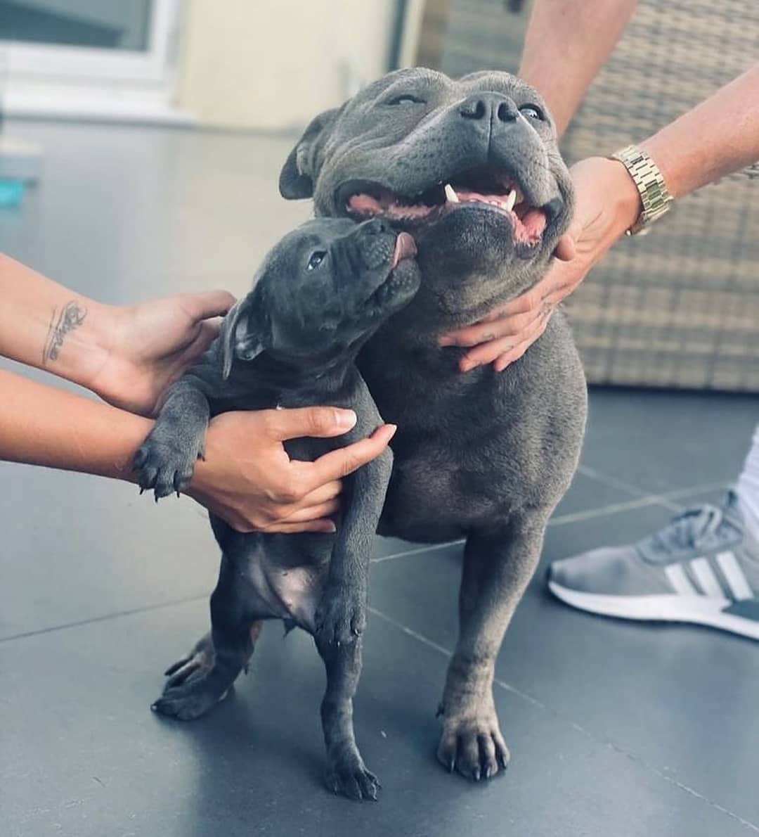 blue staffy puppy left for sale