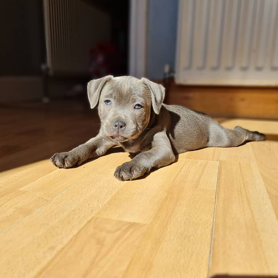 blue staffy puppy left for sale