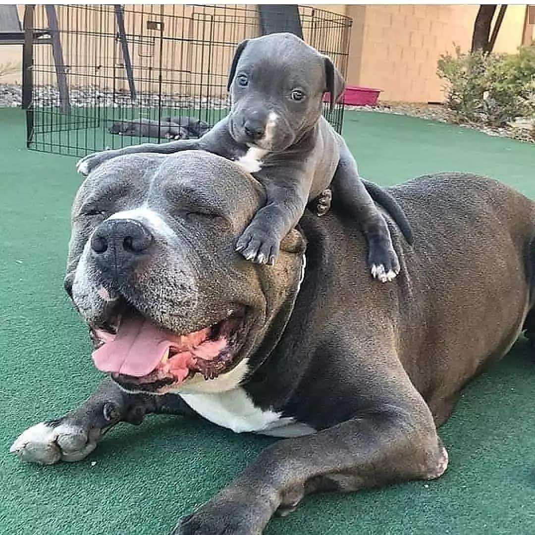 blue staffy puppy left for sale