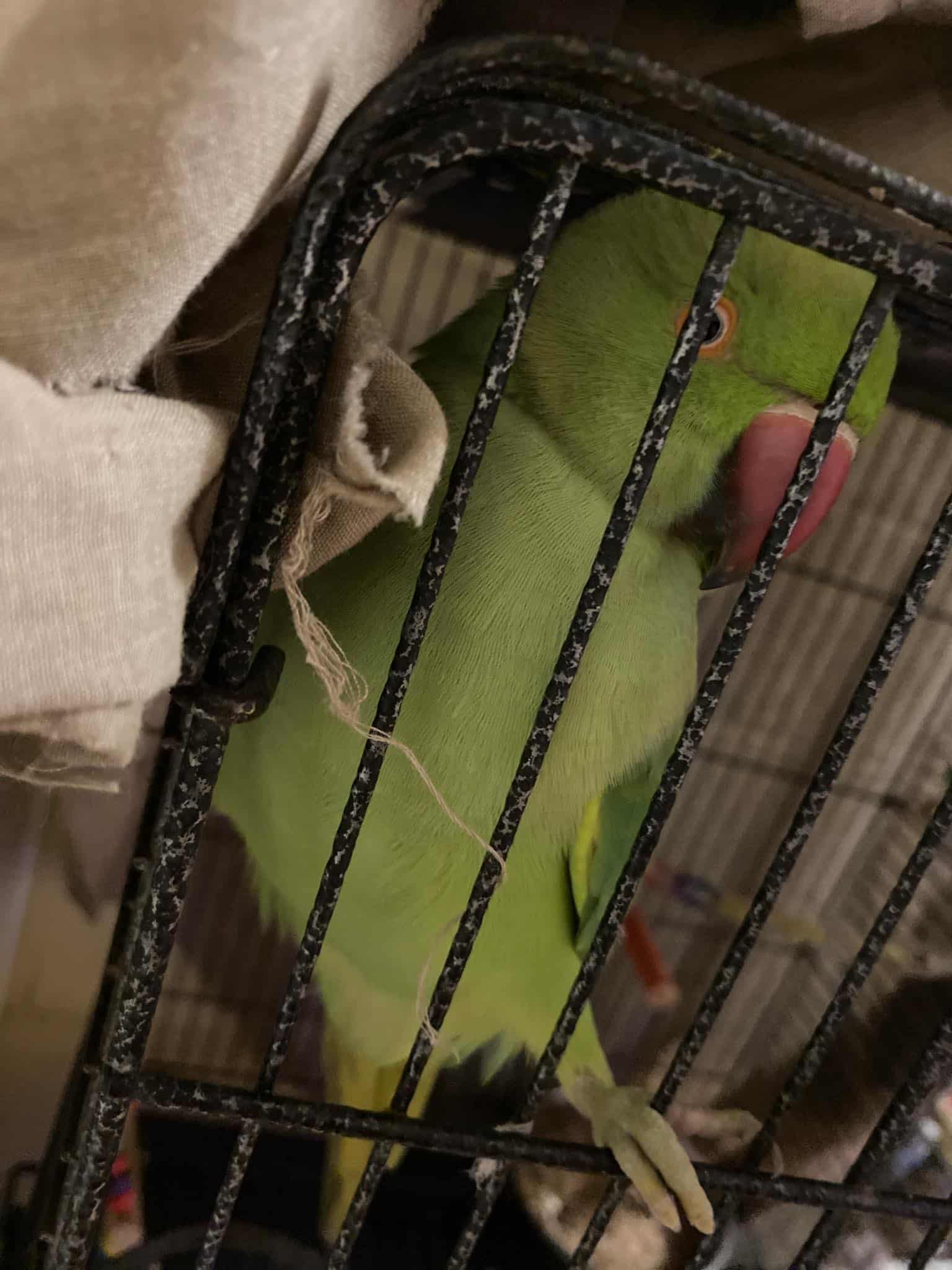 Very Intelligent Indian Ring Neck parrot