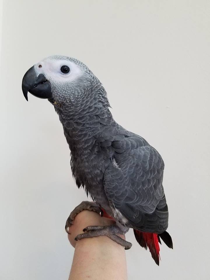 Pair of African Grey parrots available