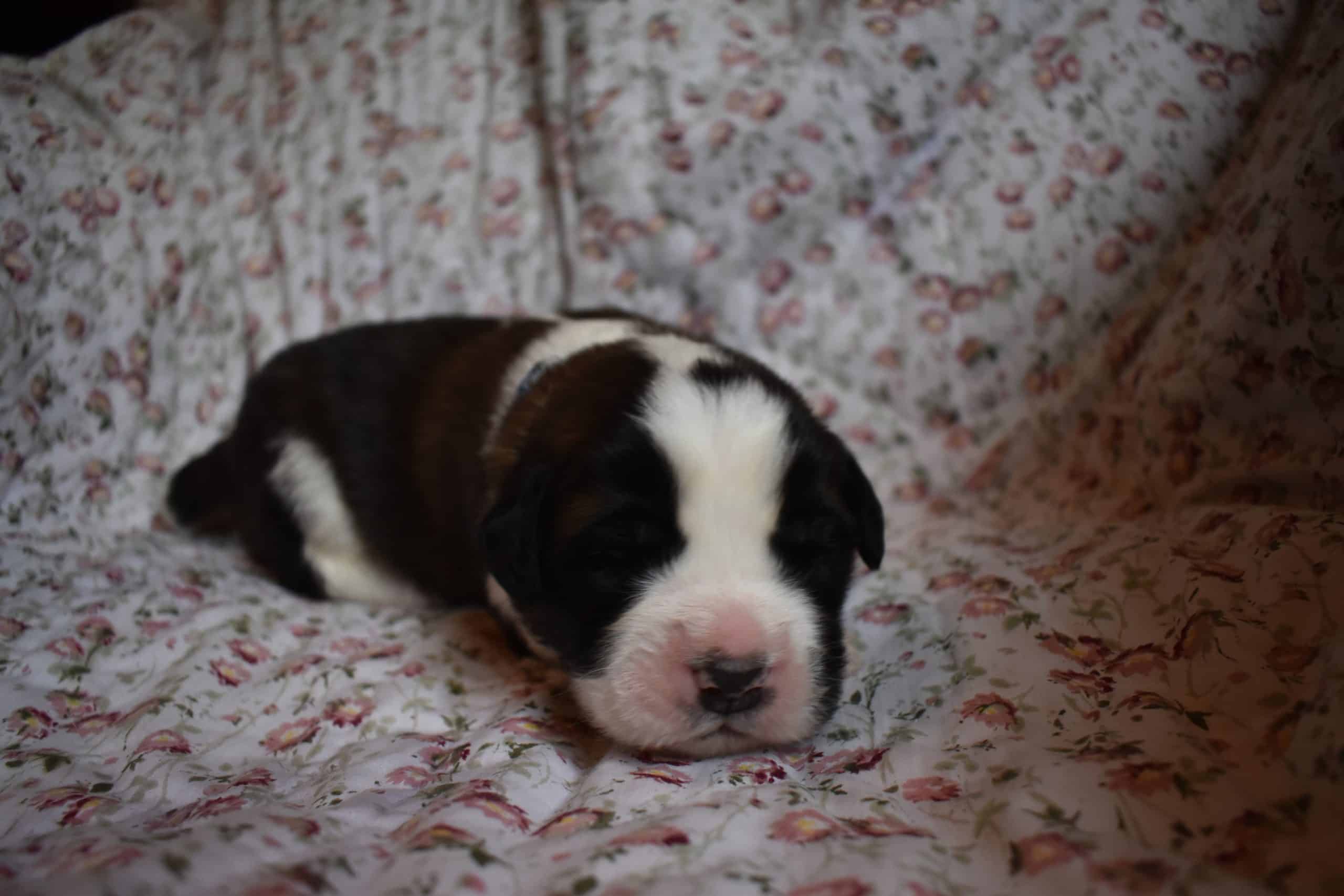 Saint Bernard Puppies For Sale