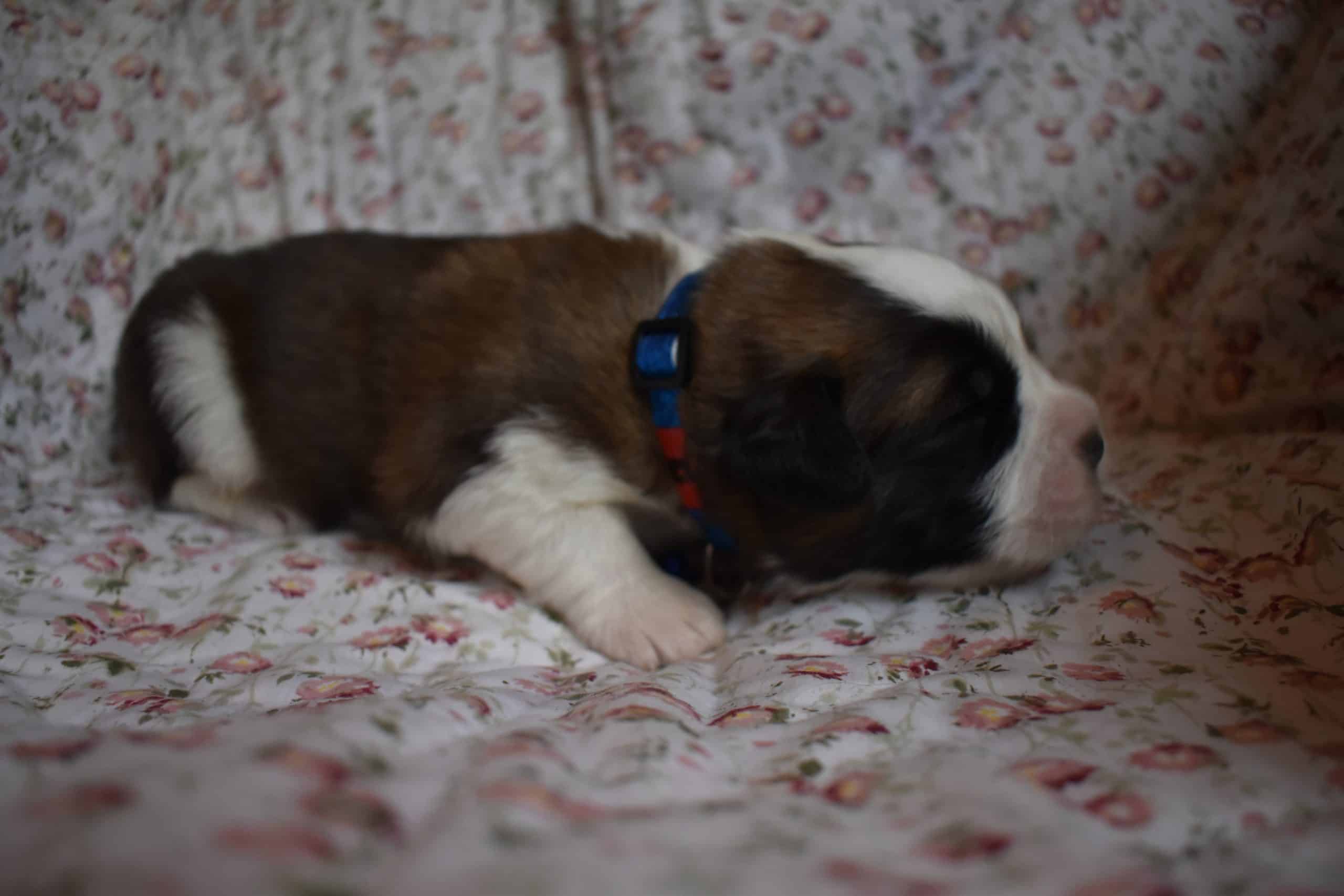 Saint Bernard Puppies For Sale