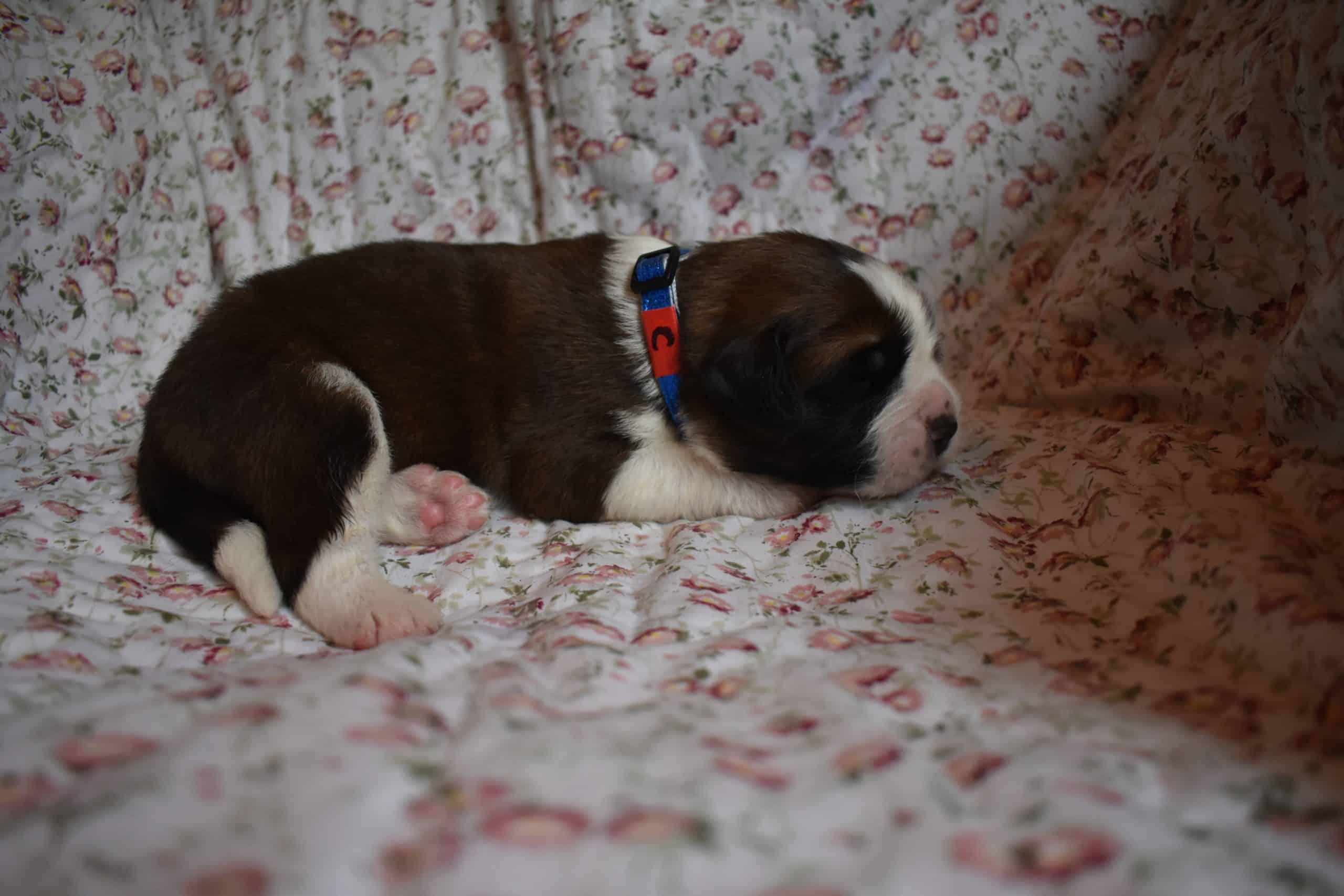 Saint Bernard Puppies For Sale