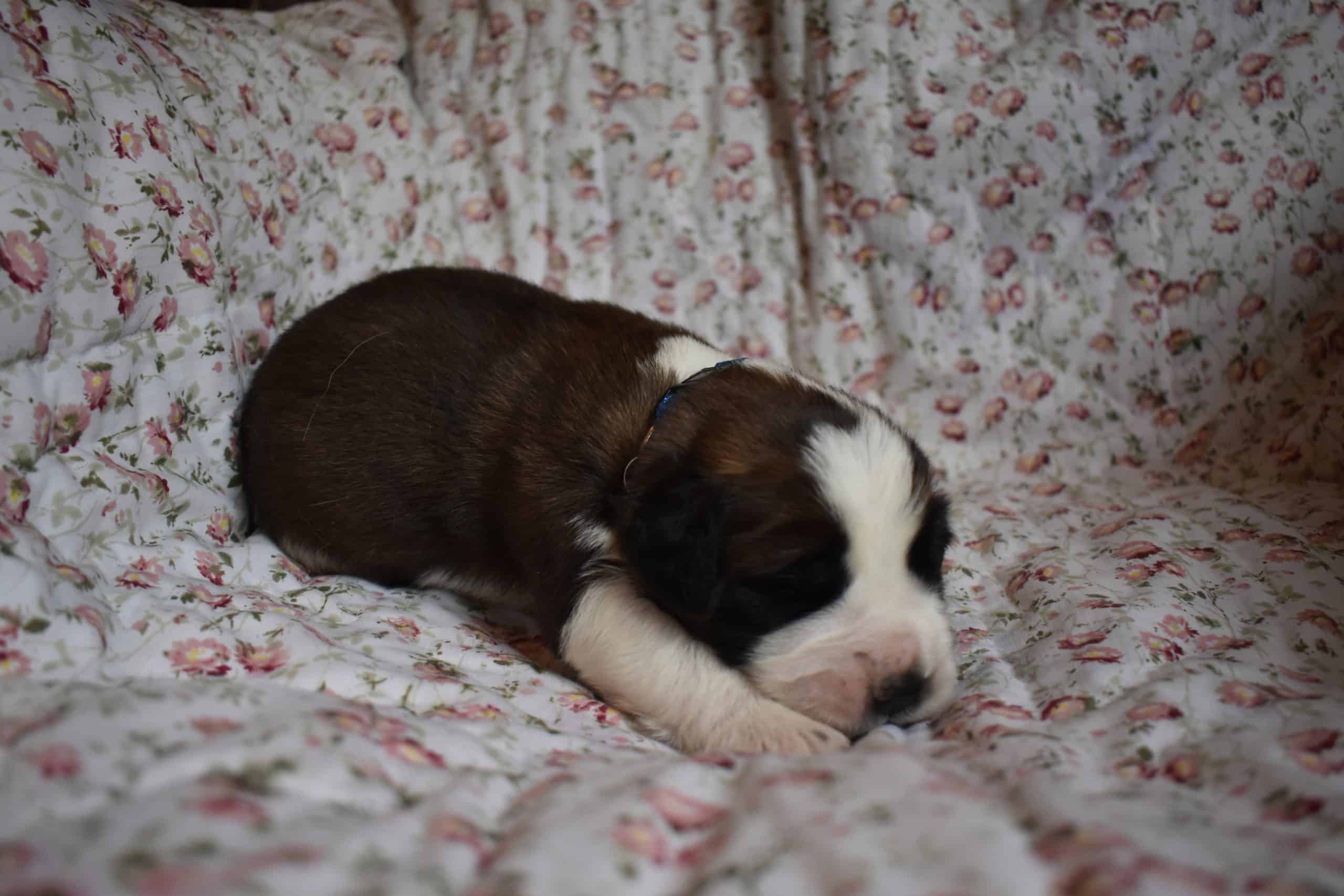 Saint Bernard Puppies For Sale