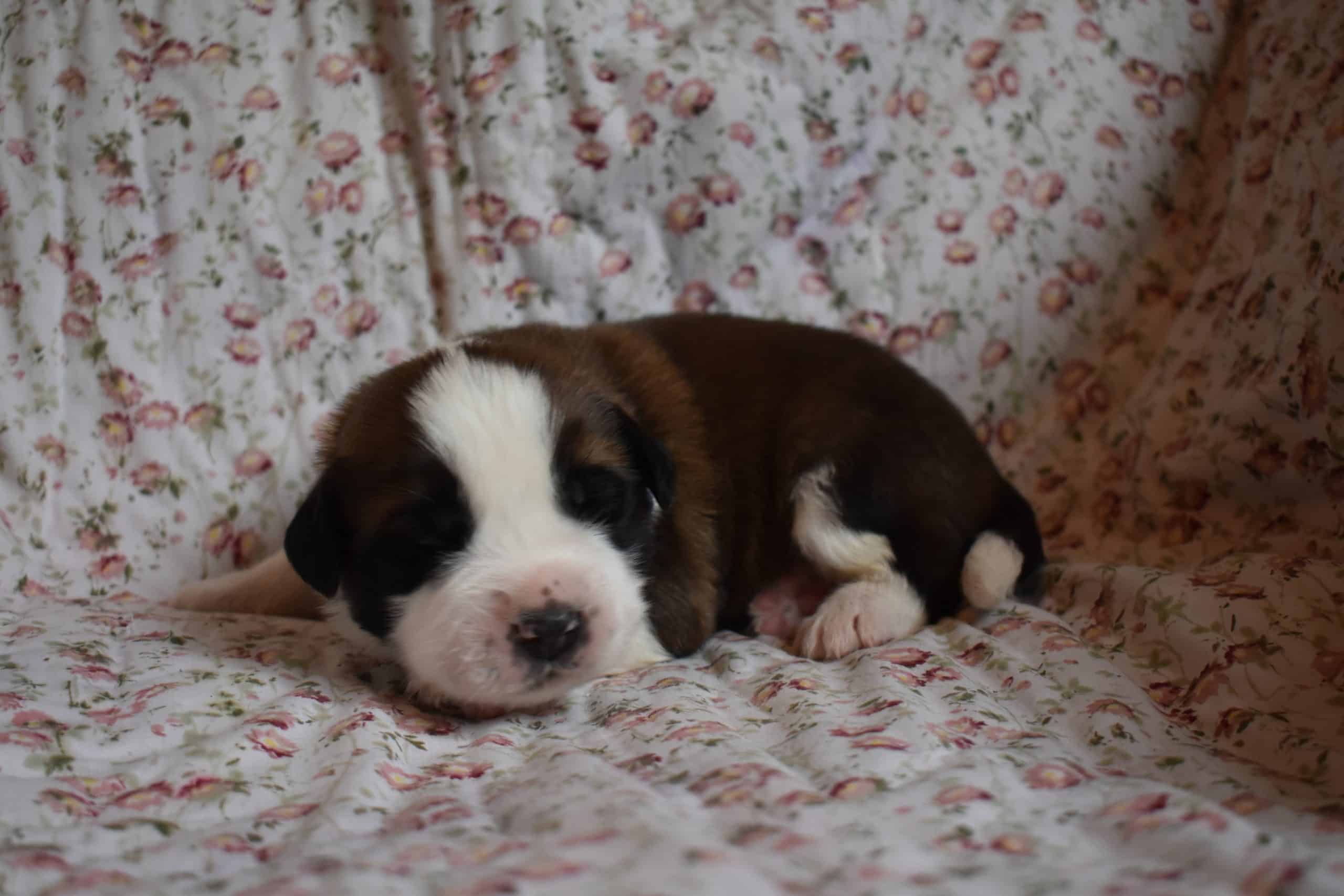 Saint Bernard Puppies For Sale