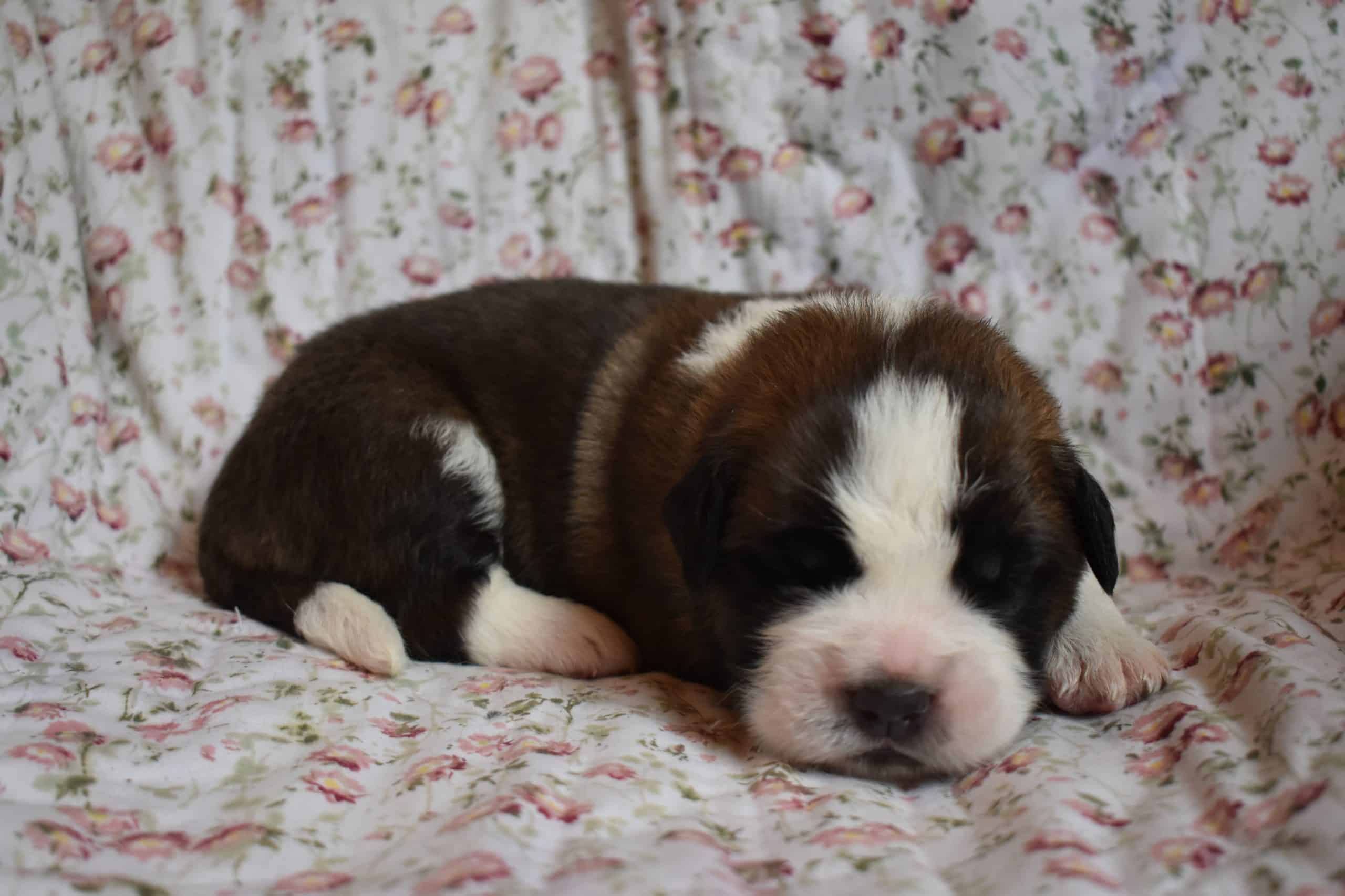 Saint Bernard Puppies For Sale
