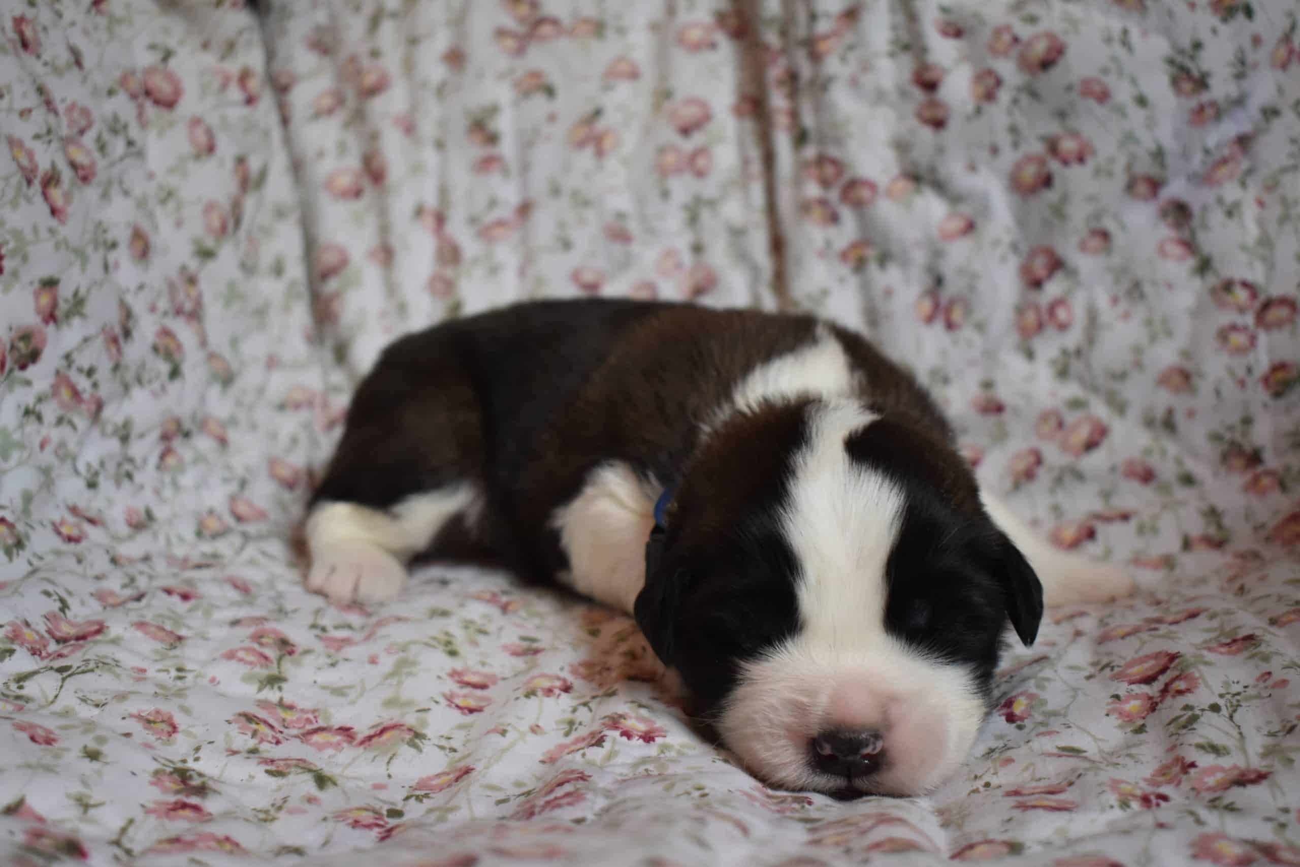 Saint Bernard Puppies For Sale