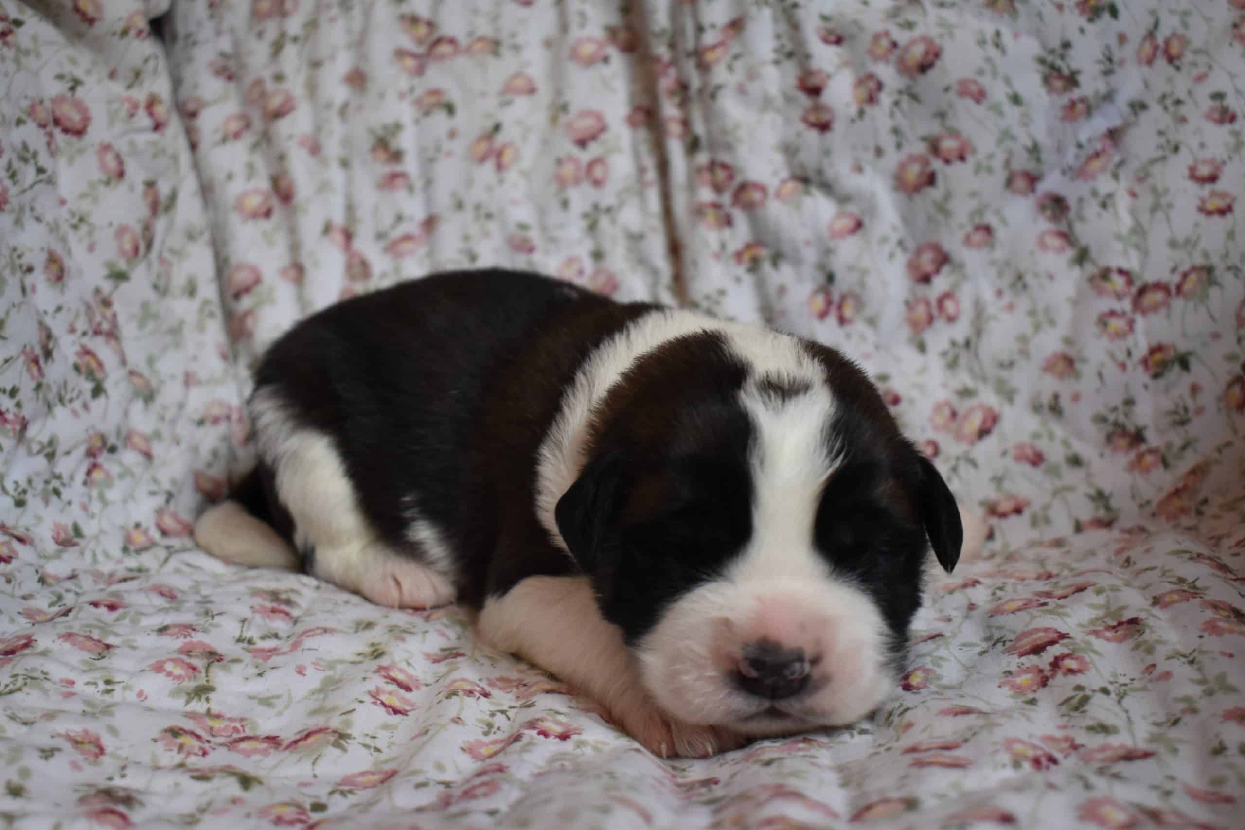 Saint Bernard Puppies For Sale