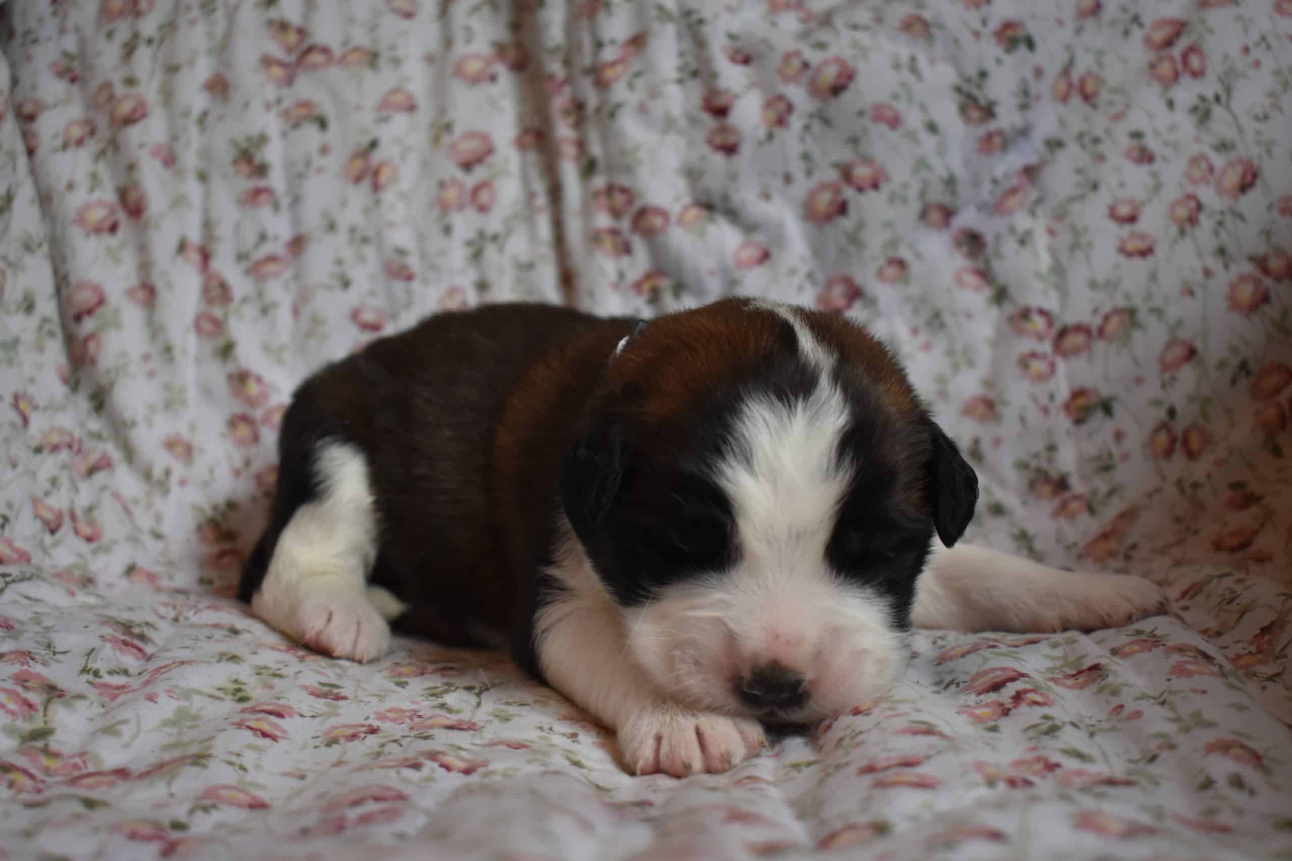 Saint Bernard Puppies For Sale
