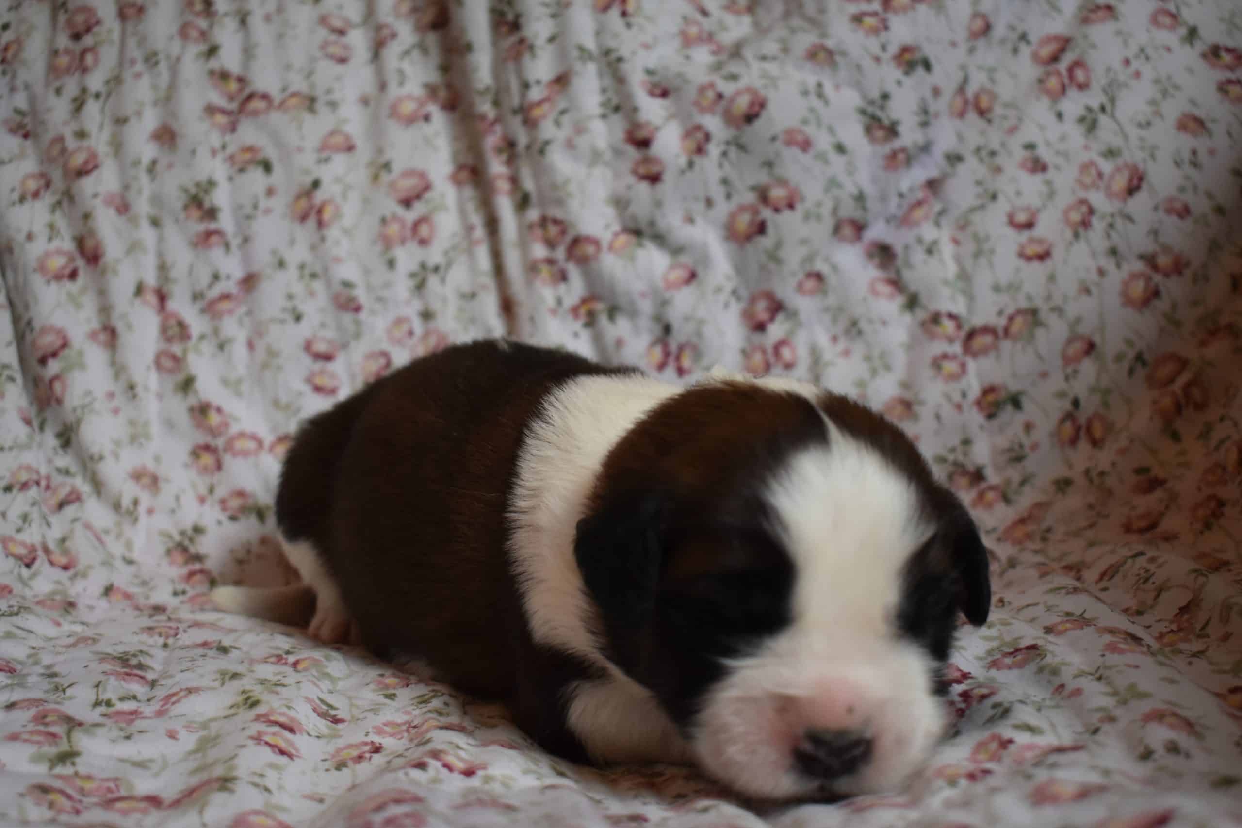 Saint Bernard Puppies For Sale