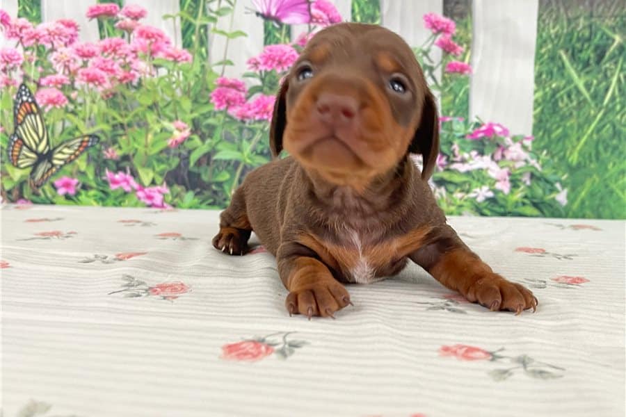 Tweenie Dachshund